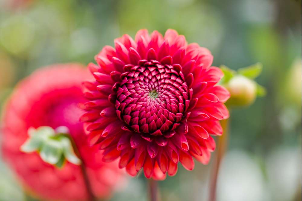 Dahlia 'Brown Sugar'